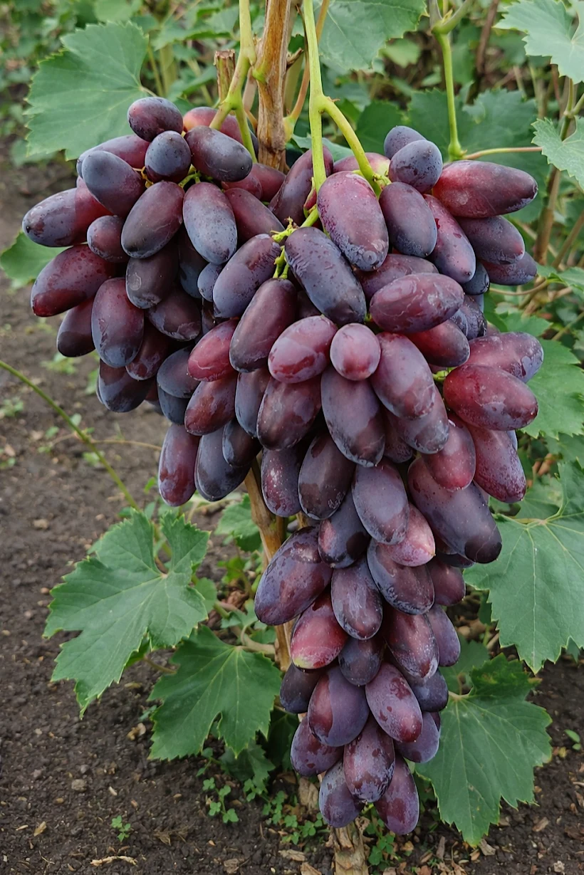 Флагман