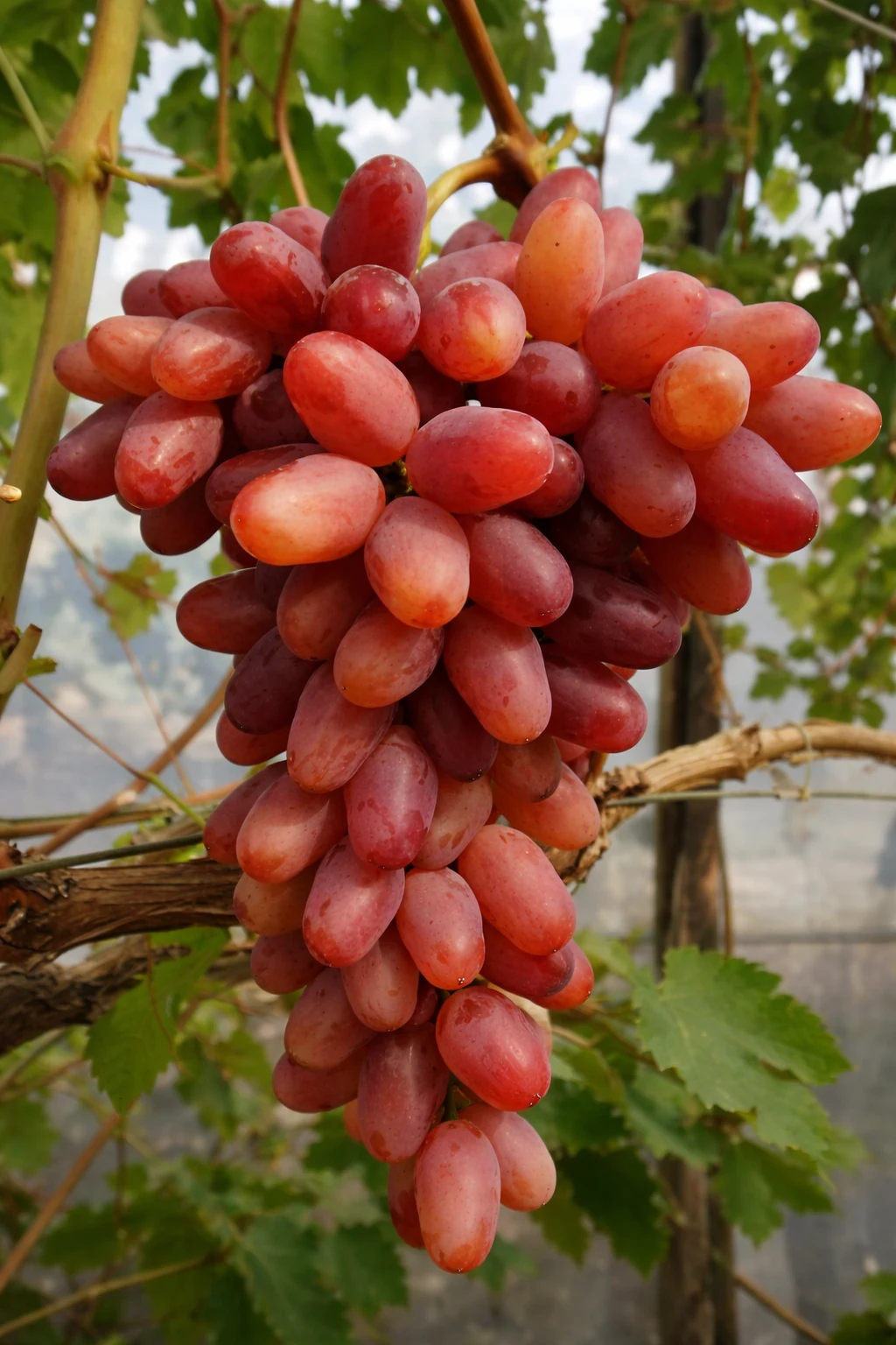Казанова